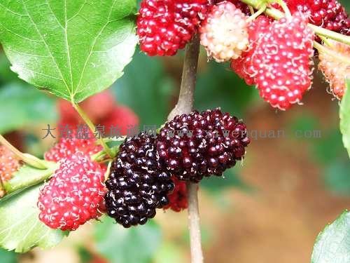 大連溫泉采摘游