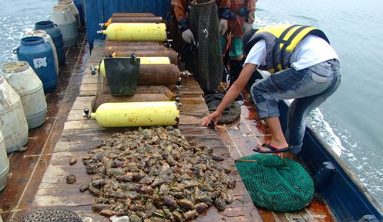 長海縣海參捕撈節