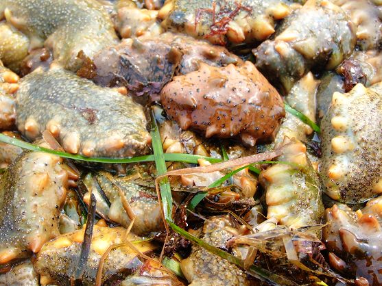 長海縣海參捕撈節